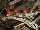 Marasmius ruber image