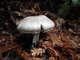 Agaricus moelleri image