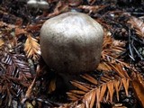 Agaricus moelleri image