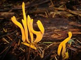 Clavulinopsis fusiformis image