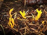 Clavulinopsis fusiformis image