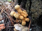 Gymnopilus ventricosus image