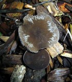 Pluteus nanus image