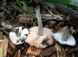 Pluteus nanus image