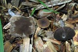 Pluteus nanus image