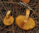 Gymnopilus sapineus image