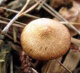 Inocybe cincinnata image