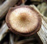 Inocybe cincinnata image