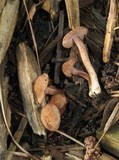 Inocybe cincinnata image