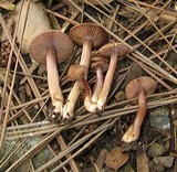 Inocybe cincinnata image
