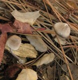 Mycena alcalina image