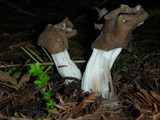 Helvella maculata image