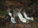 Helvella maculata image