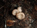 Cookeina tricholoma image
