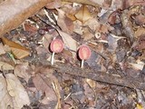 Cookeina tricholoma image