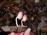 Cookeina tricholoma image