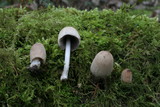 Coprinellus domesticus image
