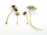 Coprinellus impatiens image