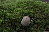 Coprinellus domesticus image