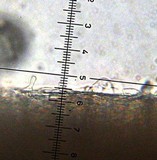 Leucoagaricus caerulescens image