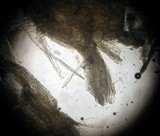 Leucoagaricus caerulescens image