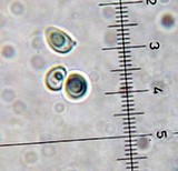 Leucoagaricus caerulescens image