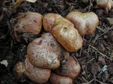 Suillus caerulescens image