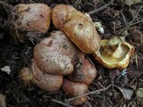 Suillus caerulescens image