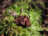 Micromphale arbuticola image