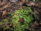 Micromphale arbuticola image