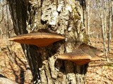 Phellinus robiniae image