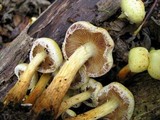 Pholiota alnicola image