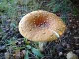 Amanita muscaria var. flavivolvata image