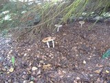 Amanita muscaria var. flavivolvata image