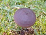 Entoloma sericeum image