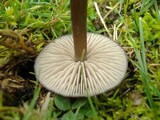 Entoloma sericeum image