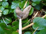 Helvella elastica image