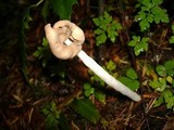 Helvella elastica image