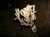 Clavulina coralloides image