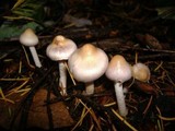 Inocybe geophylla var. lilacina image