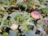 Amanita muscaria var. flavivolvata image