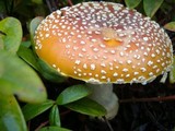 Amanita muscaria var. flavivolvata image