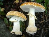 Amanita muscaria var. flavivolvata image