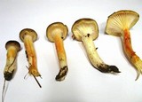 Hygrophorus hypothejus image