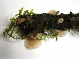 Pleurotopsis longinqua image