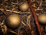Lycoperdon umbrinum image