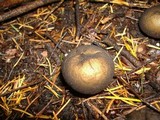 Lycoperdon umbrinum image