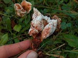 Abortiporus biennis image