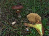 Suillus luteus image