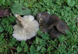 Lyophyllum decastes image